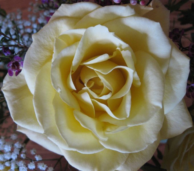 File:Yellow-rose.jpg