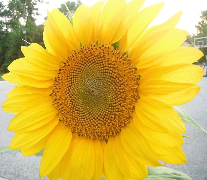 File:Sunflower.jpg