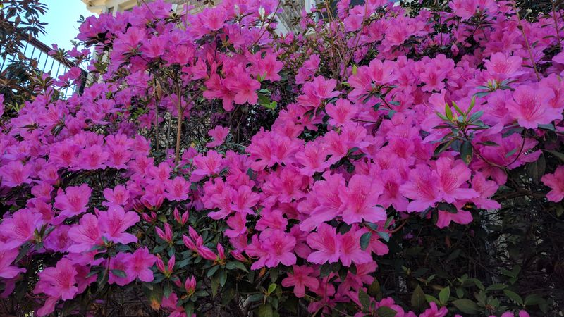 File:IMG 20170401 144221.jpg